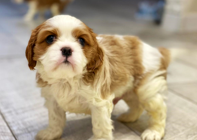 Cavalier King Charles Yavrularımız